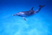 Atlantic Spotted Dolphin (Stenella frontalis). The Bahamas.