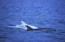 Atlantic Spotted Dolphin (Stenella frontalis) and a rare leucistic individual behind. The Azores.
