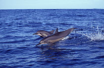 Spinner Dolphins (Stenella longirostris) breaching. Mayotte, Madagascar.