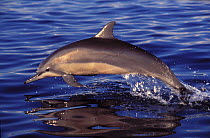 Spinner Dolphin (Stenella longirostris) breaching. Mayotte, Madagascar.