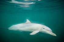 Indian Ocean Bottlenose Dolphin (Tursiops aduncus). Whyalla, South Australia.