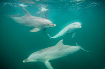Indian Ocean Bottlenose Dolphins (Tursiops aduncus) at sea surface. Whyalla, South Australia.