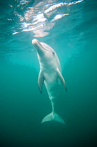 Indian Ocean Bottlenose Dolphin (Tursiops aduncus) at sea surface. Whyalla, South Australia.
