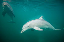 Indian Ocean Bottlenose Dolphins (Tursiops aduncus). Whyalla, South Australia.