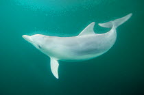 Indian Ocean Bottlenose Dolphin (Tursiops aduncus). Whyalla, South Australia.