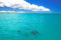 Indian Ocean Bottlenose Dolphins (Tursiops aduncus) under a vast open sky. Monkey Mia, Western Australia.