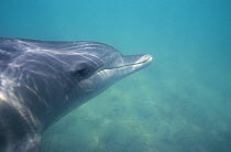 Indian Ocean Bottlenose Dolphin (Tursiops aduncus) portrait. Monkey Mia, Western Australia.