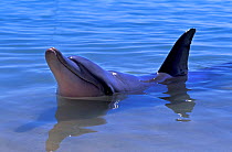 Indian Ocean Bottlenose Dolphin (Tursiops aduncus) with head and dorsal fin above water. Monkey Mia, Western Australia.