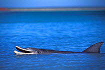 Indian Ocean Bottlenose Dolphin (Tursiops aduncus). Monkey Mia, Western Australia.