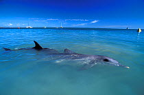 Indian Ocean Bottlenose Dolphins (Tursiops aduncus) at sea surface with boats on the horizon. Monkey Mia, Western Australia.