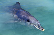 Indian Ocean Bottlenose Dolphin (Tursiops aduncus) at surface. Monkey Mia, Western Australia.