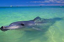 Indian Ocean Bottlenose Dolphin (Tursiops aduncus) at surface with boats on the horizon. Monkey Mia, Western Australia.