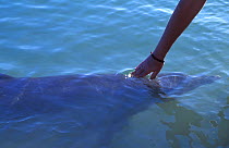 Hand stroking Indian Ocean Bottlenose Dolphin (Tursiops aduncus) at sea surface. Monkey Mia, Western Australia.