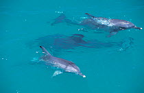 Pod of Indian Ocean Bottlenose Dolphin (Tursiops aduncus) at the sea surface. Monkey Mia, Western Australia.