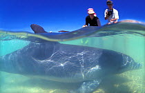 Indian Ocean Bottlenose Dolphin (Tursiops aduncus) being observed by tourists. Monkey Mia, Western Australia.