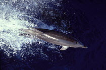 Indian Ocean Bottlenose Dolphin (Tursiops aduncus) breaching, seen from overhead. Mauritius.