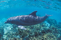 Indian Ocean Bottlenose Dolphin (Tursiops aduncus). Captive. Moorea Dolphin Centre, Tahiti.
