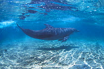 Indian Ocean Bottlenose Dolphin (Tursiops aduncus). Captive. Moorea Dolphin Centre, Tahiti.