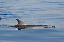 Bottle-nosed Dolphin (Tursiops truncatus) dorsal fin at sea surface. Senegal, West Africa.