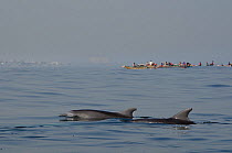 Bottle-nosed Dolphins (Tursiops truncatus) at surface with calamari fishermen in the background. Senegal, West Africa.