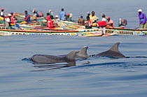Bottle-nosed Dolphins (Tursiops truncatus) at surface with calamari fishermen in the background. Senegal, West Africa.