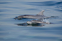 Bottle-nosed Dolphin (Tursiops truncatus) dorsal fins at sea surface. Senegal, West Africa.