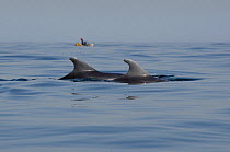 Bottle-nosed Dolphin (Tursiops truncatus) dorsal fins at sea surface, man on small boat in background. Senegal, West Africa.