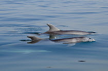 Bottle-nosed Dolphin (Tursiops truncatus) dorsal fins at sea surface. Senegal, West Africa.