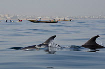 Bottle-nosed Dolphin (Tursiops truncatus) dorsal fins at sea surface, calamari fishermen and land in the background. Senegal, West Africa.