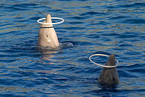 Bottle-nosed Dolphins (Tursiops truncatus) playing with hula-hoops on their beaks. Captive. Valencia, Spain.