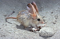 Long-eared Jerboa (Euchoreutes naso). Captive. Endemic to Mongolia and northern China. Endangered.