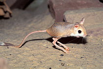 Lesser Egyptian Jerboa (Jaculus jaculus). Captive. Endemic to northern Africa and the Middle East.