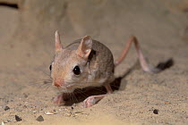 Lesser Egyptian Jerboa (Jaculus jaculus). Captive. Endemic to northern Africa and the Middle East.