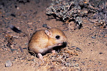 Kozlov's Pygmy Jerboa (Salpingotus kozlovi). Mongolia.