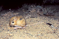 Kozlov's Pygmy Jerboa (Salpingotus kozlovi). Mongolia.