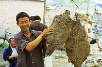 Man displaying a pangolin skins at traditional chinese medicine market. Pangolin scales are believed to cure fever. This trade is now illegal. Sichuan, Chengdu, 1983.