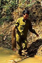 Reserve guard with Malayan / Javan / Sunda Pangolin (Manis javanica) confiscated from market. Nam Cat Tien, Vietnam, 1992.