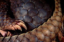 Close-up of Malayan / Javan / Sunda Pangolin (Manis javanica) scales and claws. Mulhouse Zoo, France. Endemic to Thailand, Burma, Indonesia and other South-East Asian localities. Endangered due to hun...
