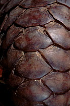 Close up of Malayan / Javan / Sunda Pangolin (Manis javanica) scales. Mulhouse Zoo, France. Endemic to Thailand, Burma, Indonesia and other South-East Asian localities. Endangered due to hunting for t...