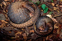 Mother and baby Malayan / Javan / Sunda Pangolin (Manis javanica) curled up sleeping. Mulhouse Zoo, France. Endemic to Thailand, Burma, Indonesia and other South-East Asian localities. Endangered due...