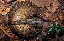 Mother and baby Malayan / Javan / Sunda Pangolin (Manis javanica) curled up. Mulhouse Zoo, France. Endemic to Thailand, Burma, Indonesia and other South-East Asian localities. Endangered due to huntin...
