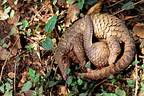 Mother and baby Malayan / Javan / Sunda Pangolin (Manis javanica) curled up. Mulhouse Zoo, France. Endemic to Thailand, Burma, Indonesia and other South-East Asian localities. Endangered due to huntin...