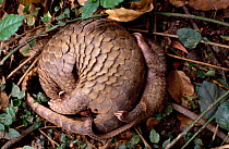 Mother Malayan / Javan / Sunda Pangolin (Manis javanica) curled up with her baby on her back. Mulhouse Zoo, France. Endemic to Thailand, Burma, Indonesia and other South-East Asian localities. Endange...