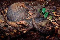 Mother and baby Malayan / Javan / Sunda Pangolin (Manis javanica). Mulhouse Zoo, France. Endemic to Thailand, Burma, Indonesia and other South-East Asian localities. Endangered due to hunting for the...
