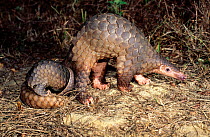 Mother and baby Malayan / Javan / Sunda Pangolin (Manis javanica). Mulhouse Zoo, France. Endemic to Thailand, Burma, Indonesia and other South-East Asian localities. Endangered due to hunting for the...