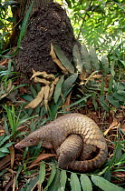 Mother Malayan / Javan / Sunda Pangolin (Manis javanica) with baby hiding under her. Mulhouse Zoo, France. Endemic to Thailand, Burma, Indonesia and other South-East Asian localities. Endangered due t...