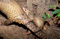 Baby Malayan / Javan / Sunda Pangolin (Manis javanica) holding onto its mother's tail. Mulhouse Zoo, France. Endemic to Thailand, Burma, Indonesia and other South-East Asian localities. Endangered due...