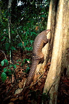 Malayan / Javan / Sunda Pangolin (Manis javanica) climbing. Mulhouse Zoo, France. Endemic to Thailand, Burma, Indonesia and other South-East Asian localities. Endangered due to hunting for the Chinese...