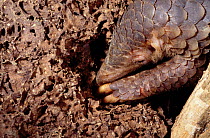 Malayan / Javan / Sunda Pangolin (Manis javanica) digging for insects. Mulhouse Zoo, France. Endemic to Thailand, Burma, Indonesia and other South-East Asian localities. Endangered due to hunting for...