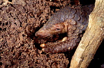 Malayan / Javan / Sunda Pangolin (Manis javanica) digging for insects. Mulhouse Zoo, France. Endemic to Thailand, Burma, Indonesia and other South-East Asian localities. Endangered due to hunting for...
